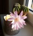 kaktus_kvet